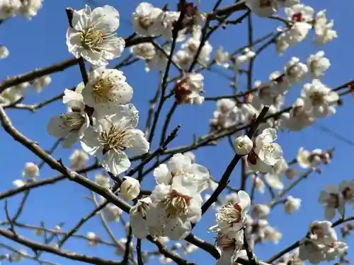 長浜八幡宮の自然