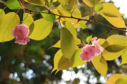 仙岳院の自然