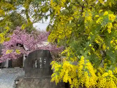 達磨寺(群馬県)