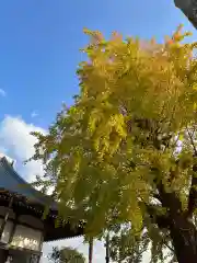 法話と天井絵の寺　観音寺の自然