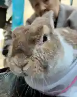 秩父札所十三番 慈眼寺の動物