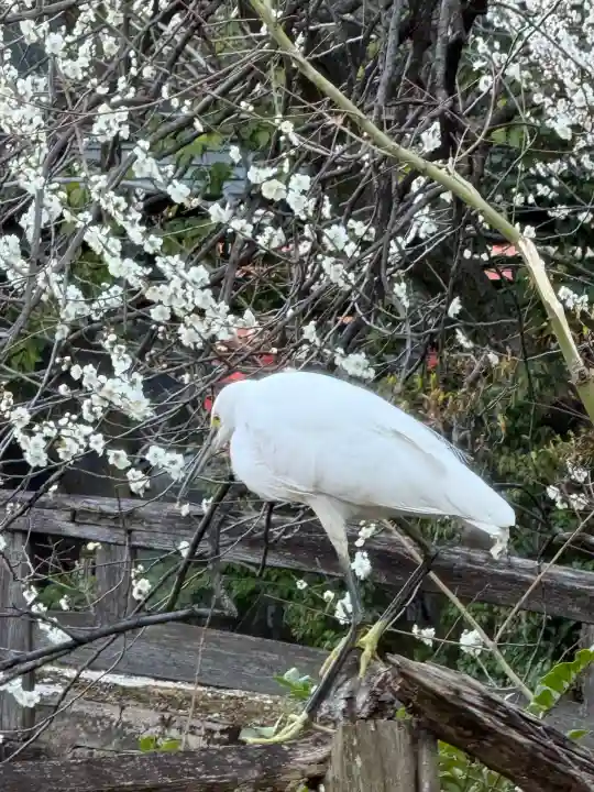湯島天満宮の{uncategorized: "未分類", other: "その他", undefined: "問題あり", building: "その他建物", grave: "お墓", sacred_gate: "鳥居", guardian: "狛犬", statue: "像", buddha: "仏像", history: "歴史", nature: "自然", garden: "庭園", animal: "動物", pagoda: "塔", temizu: "手水舎", mountain_gate: "山門・神門", sanctuary: "本殿・本堂", subordinate: "末社・摂社", art: "芸術", scenery: "景色", jizo: "地蔵", ema: "絵馬", goshuin: "御朱印", omikuji: "おみくじ", items: "授与品その他", amulet: "お守り", goshuincho: "御朱印帳", eats: "食事", festival: "お祭り", votive_dance: "神楽", shichigosan: "七五三参", wedding: "結婚式", experience: "体験その他", initially: "初詣", around: "周辺", anti_infection: "感染症対策"}