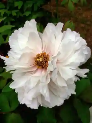 禅定院(東京都)