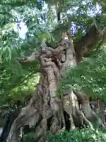 神魂伊能知奴志神社の自然