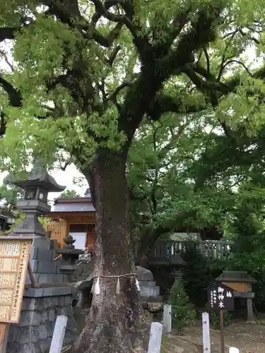 加納天満宮の自然