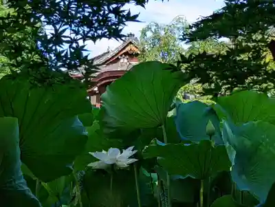 法金剛院(京都府)