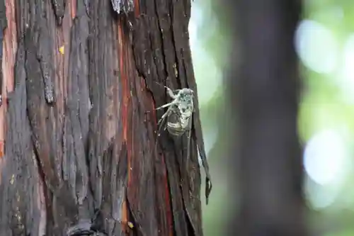 滑川神社 - 仕事と子どもの守り神の自然