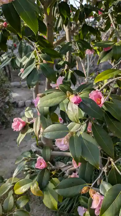 青蓮寺(大阪府)