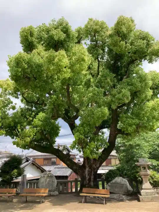 佐野八幡神社の自然