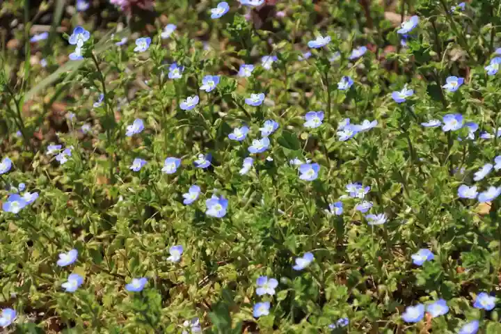 高司神社〜むすびの神の鎮まる社〜の自然