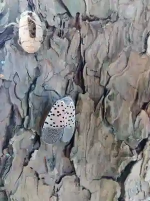 杉杜白髭神社(福井県)