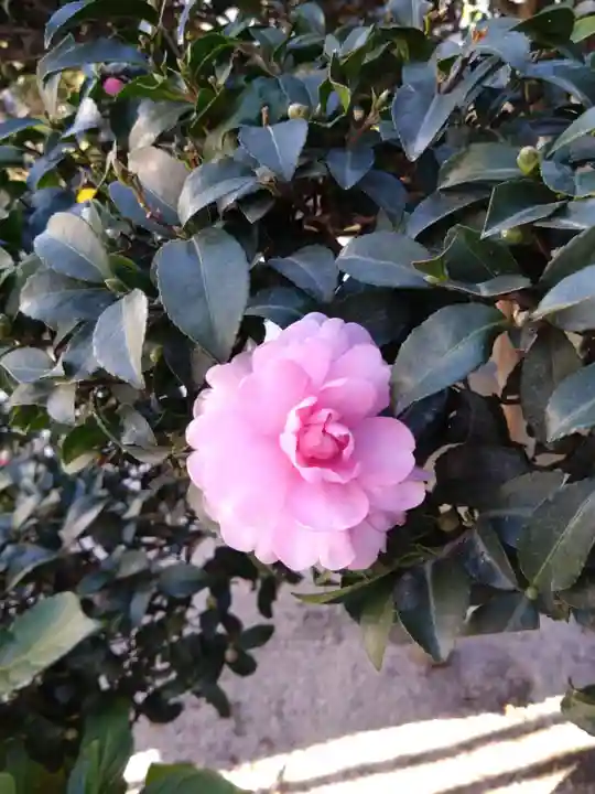 櫛田神社の自然