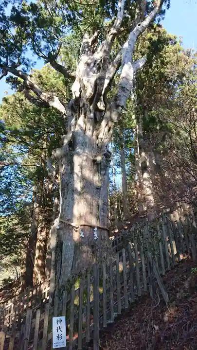玉置神社の自然