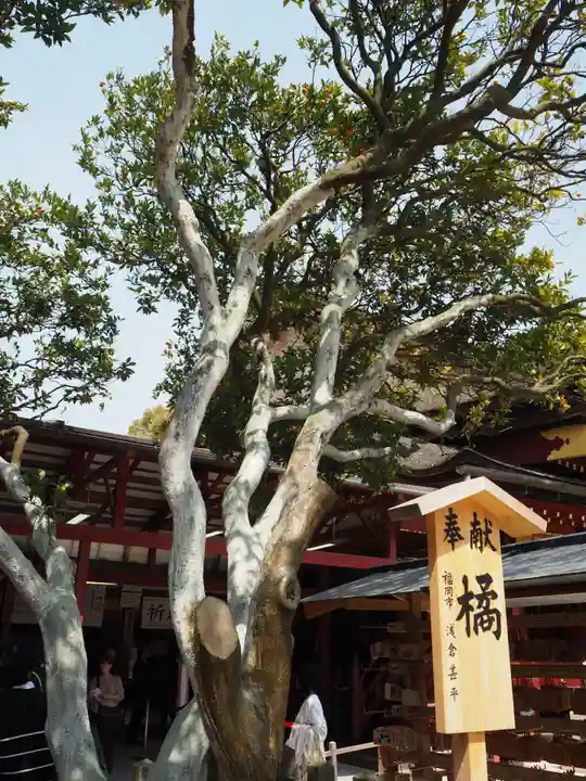 太宰府天満宮の自然