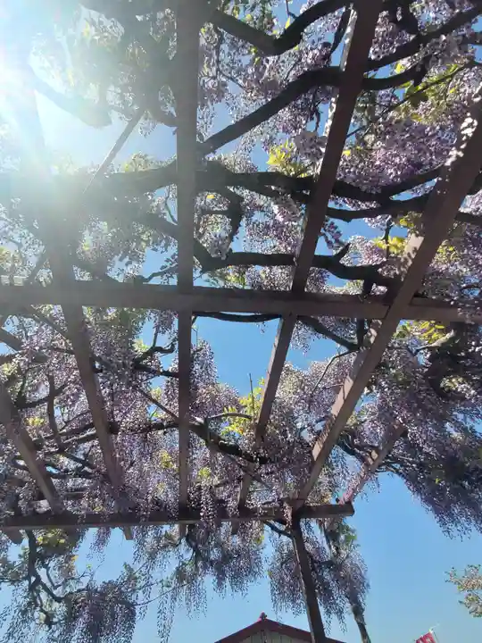 谷中如意輪観音の自然