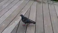 上川神社頓宮の動物