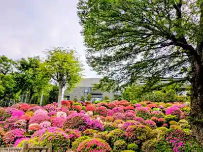 根津神社の{uncategorized: "未分類", other: "その他", undefined: "問題あり", building: "その他建物", grave: "お墓", sacred_gate: "鳥居", guardian: "狛犬", statue: "像", buddha: "仏像", history: "歴史", nature: "自然", garden: "庭園", animal: "動物", pagoda: "塔", temizu: "手水舎", mountain_gate: "山門・神門", sanctuary: "本殿・本堂", subordinate: "末社・摂社", art: "芸術", scenery: "景色", jizo: "地蔵", ema: "絵馬", goshuin: "御朱印", omikuji: "おみくじ", items: "授与品その他", amulet: "お守り", goshuincho: "御朱印帳", eats: "食事", festival: "お祭り", votive_dance: "神楽", shichigosan: "七五三参", wedding: "結婚式", experience: "体験その他", initially: "初詣", around: "周辺", anti_infection: "感染症対策"}