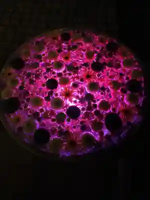 行田八幡神社(埼玉県)