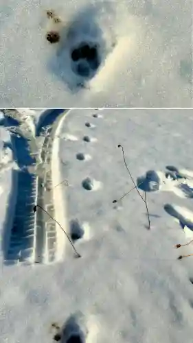 由追稲荷神社(北海道)