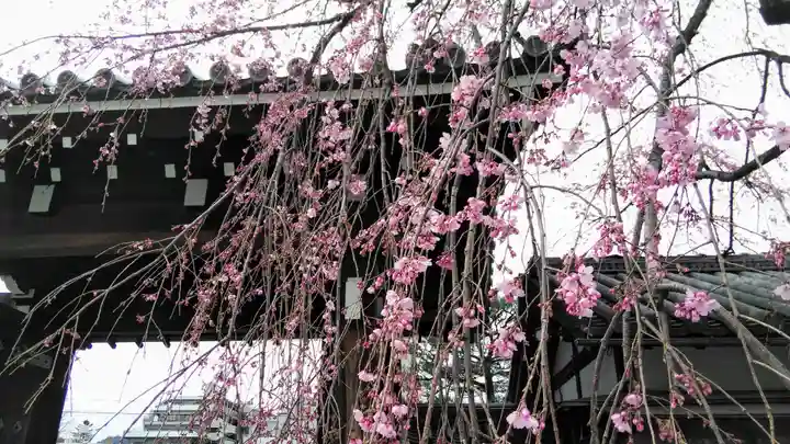 聖護院門跡の山門・神門