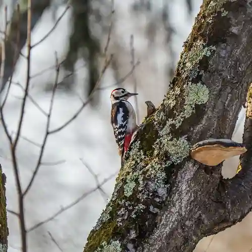 美幌神社(北海道)