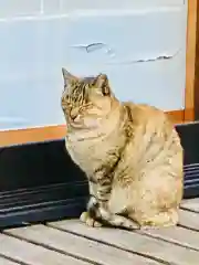 大杉神社の動物