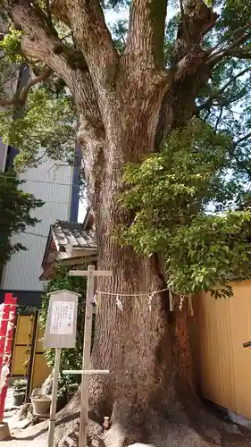 菅生神社の自然