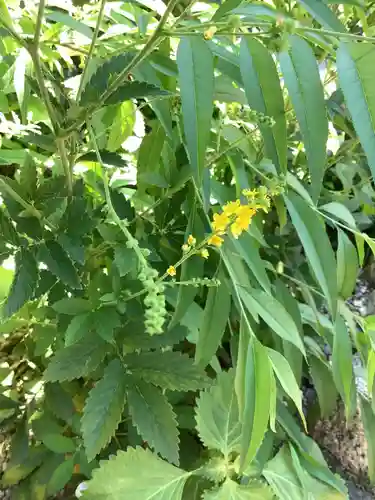 三輪神社の自然
