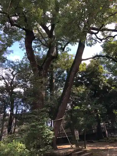 武蔵一宮氷川神社の自然