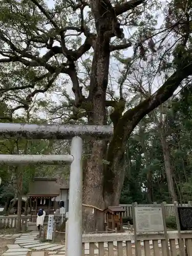 伊弉諾神宮の自然