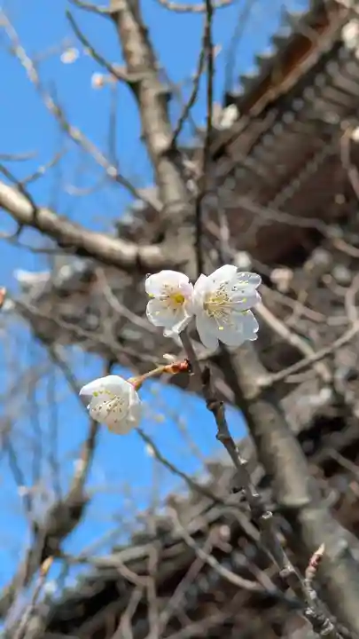 本法寺(京都府)