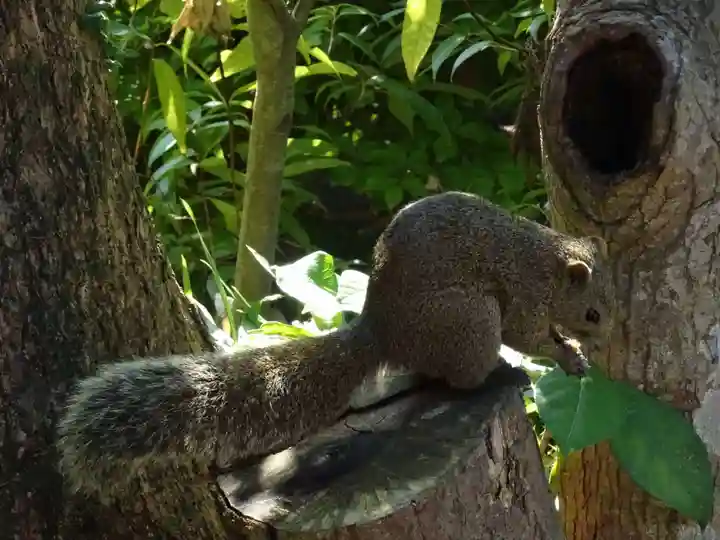 鶴岡八幡宮の動物