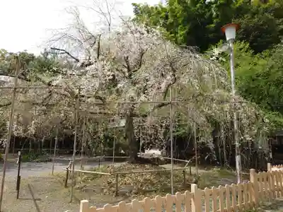 平野神社(京都府)