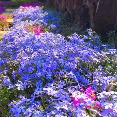 寿量山 速成寺の自然