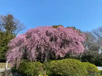 櫻木神社(千葉県)