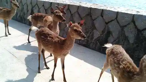 厳島神社(広島県)
