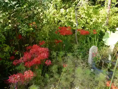 般若寺 ❁﻿コスモス寺❁の自然