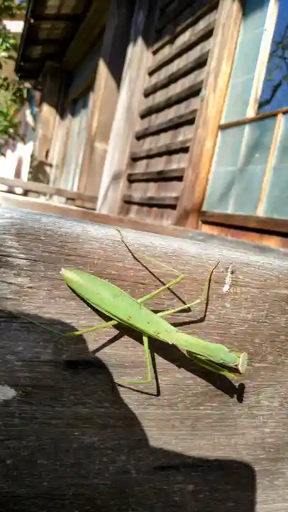極楽寺(霊鷲山感應院極楽律寺)の動物