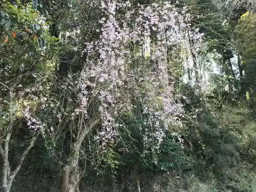 寶藏寺の自然