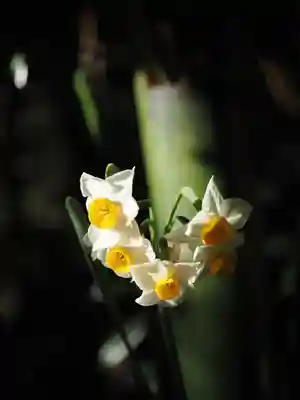 赤坂氷川神社(東京都)