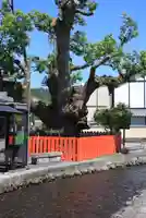 藤木社(賀茂別雷神社末社)(京都府)