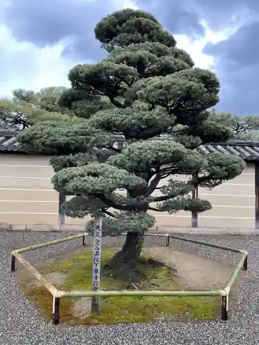 東寺（教王護国寺）(京都府)