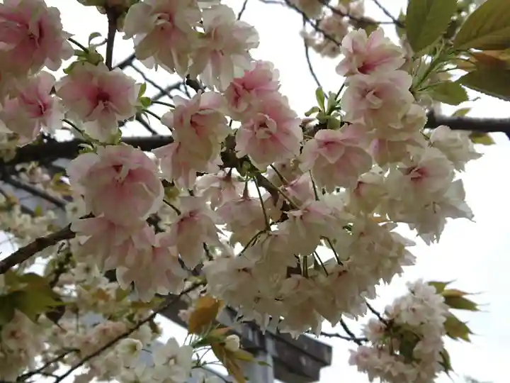 日吉神社の自然