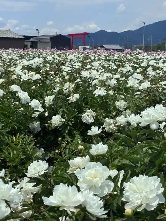 椿大神社(三重県)