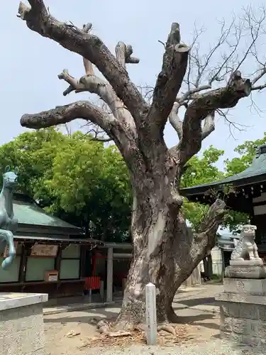 金岡神社の自然