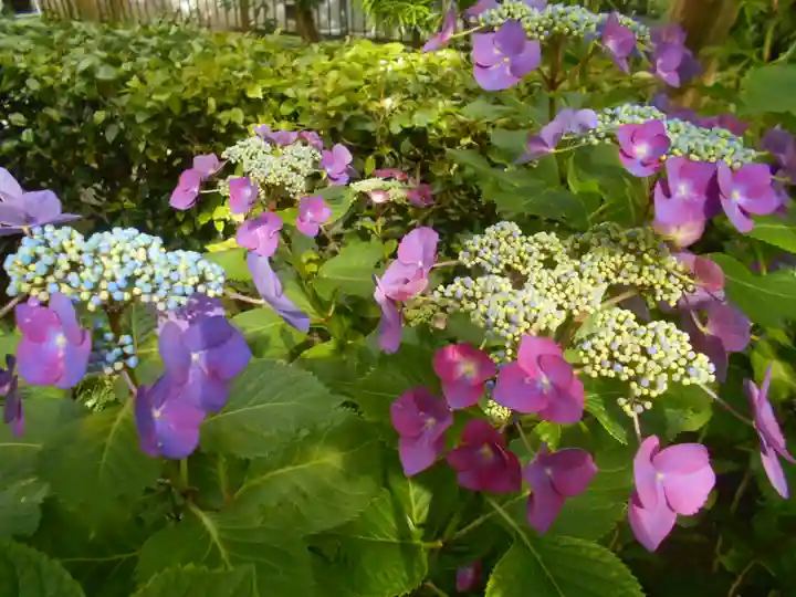極楽寺(霊鷲山感應院極楽律寺)の自然