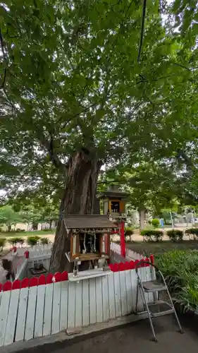 天下茶屋公園 御神木(大阪府)