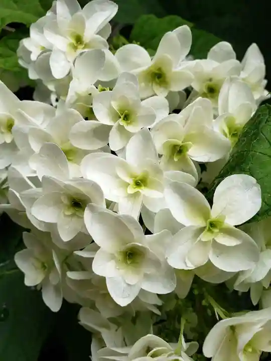 常泉院(東京都)