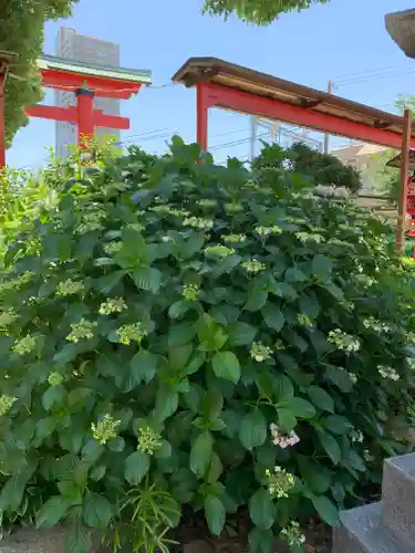 尼崎えびす神社の自然