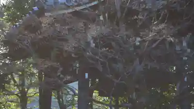 廬山寺(廬山天台講寺)(京都府)